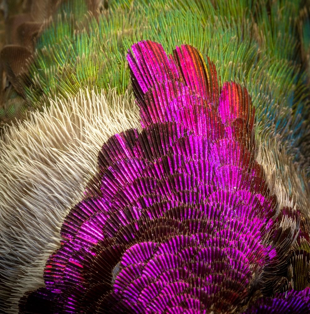 Arizona Close-up of hummingbird feather pattern